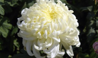 百天祭上坟送什么花 百天上坟竟用什么供品