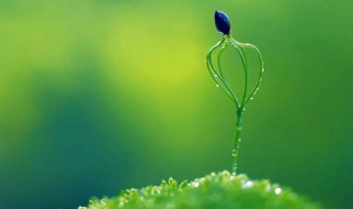 苔花如米小也学牡丹开原文