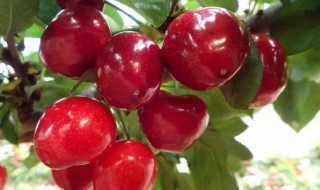 大樱桃的营养价值（大樱桃的营养价值和功效）