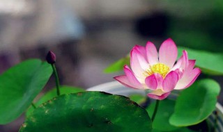 莲文化手抄报内容（莲文化手抄报内容大字清楚）