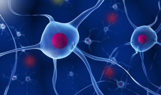 细胞的作用（细胞的作用六年级科学）