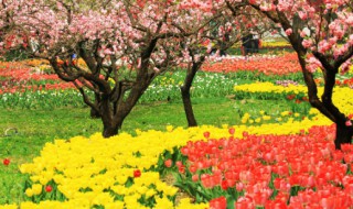 生长素的作用（植物生长素的作用）