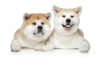 宠物狗名字（宠物狗名字大全萌萌哒）