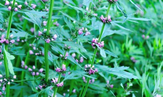 益母草的功效与作用及食用方法（益母草的功效与作用及食用方法是什么?）