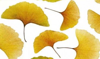 银杏叶的作用（银杏叶的作用和功效）