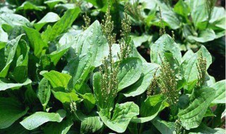 车前草的作用 车前草的作用和副作用