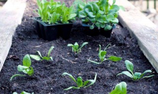 草木灰的作用 草木灰的作用有哪些