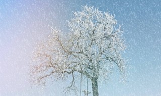 下雪了的作文 下雪了的作文100字