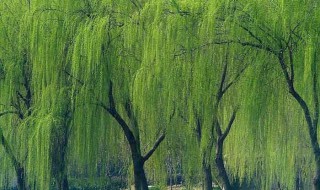 靠风力传播种子的植物有什么（靠风力传播种子的植物有什么特征）