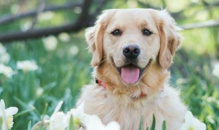 金毛犬怎么养跟训练（金毛犬怎么养跟训练狗）