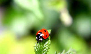 四星瓢虫是益虫还是害虫（五星瓢虫是益虫还是害虫）