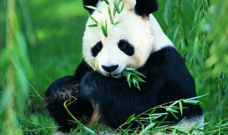 大熊猫为什么被视为国宝（大熊猫为什么被视为国宝 10字）
