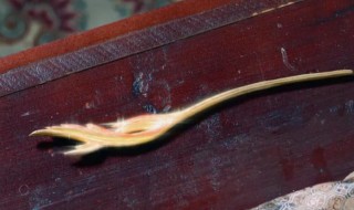 寰谛凤翎是什么（寰谛凤翎台词）