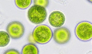 蓝藻又包括哪些（蓝藻包括哪些藻类）