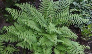 蕨类植物手抄报内容