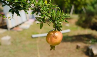 石榴花种植方法及注意事项（石榴花种植方法及注意事项视频）