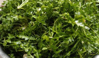 芨芨菜的功效与作用及禁忌症 芨芨菜的功效与作用芨芨菜的食用禁忌