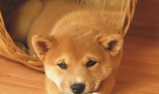 幼犬饮食注意事项和禁忌 幼犬的饮食