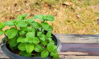 自制花茶的做法和配方 自制花茶的做法和配方大全