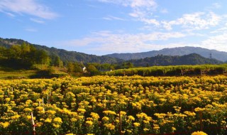 秋丛绕舍似陶家的秋丛是什么意思 秋丛绕舍似陶家的秋丛是什么意思呢