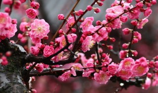 梅花是什么季节 梅花是什么季节开的冬天还是春天