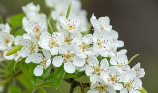 白樱花和梨花的区别（白樱花是什么品种）