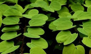 羊蹄叶可以吃吗（羊蹄叶可以吃吗有毒吗）