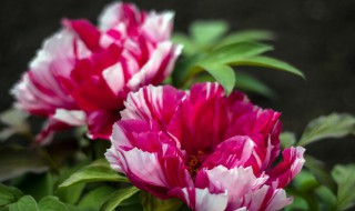 牡丹植物记录卡怎么写（牡丹花记录卡写名称,样子,颜色,气味,其它）