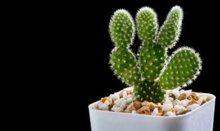 仙人掌记录卡怎么写（仙人掌记录卡内容）