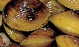 如何制作蚬子冻