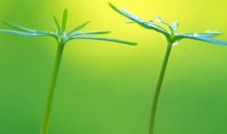 绿色的种类及色卡 扫一扫识别颜色