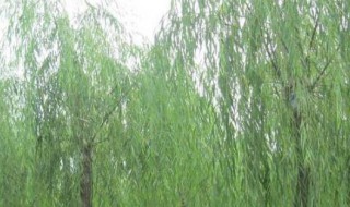 柳树植物记录卡怎么写（柳树的植物记录卡怎么写）