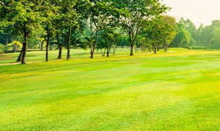 柔软的草地像什么比喻 柔软的草地像什么比喻句