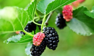 桑葚泡酒之后能吃吗(桑葚泡酒之后能吃吗有毒吗)