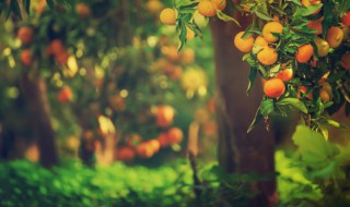 树用英语怎么说 树用英语怎么说读音