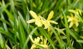 兰花夏天如何养殖（兰花夏天如何养殖好）