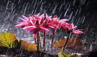 梅雨季节是几月份 江淮梅雨季节是几月份