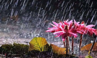 梅雨季节什么时候 梅雨季节什么时候出梅