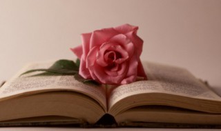 行道树原文 行道树原文旧版