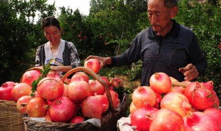 摘的石榴怎么保存（摘的石榴怎么保存时间长）