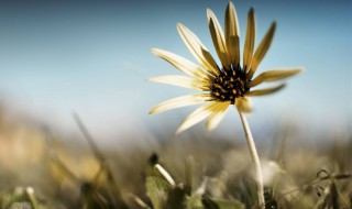 关于七月的唯美句子（关于七月的唯美句子图片）