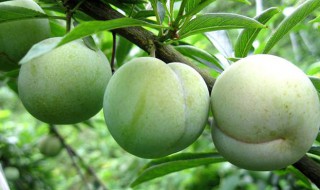 李子的功效和作用（女人吃李子的功效和作用）