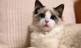 关于猫的资料 关于猫的资料400字(说明文