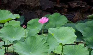 描述初夏的诗句 描述初夏的诗句有