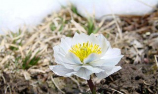 雪莲花的功效（雪莲花的功效是驱寒治疗关节炎的）