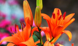 百合花的作文（百合花的作文200字）