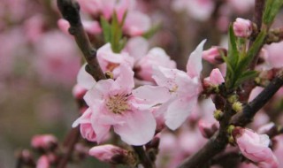 桃花运歌词 桃花运歌词完整版