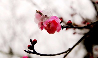 雪梅古诗其二（雪梅古诗其二后两句诗的意思）