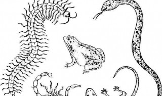 五毒到底是什么（五毒是啥）