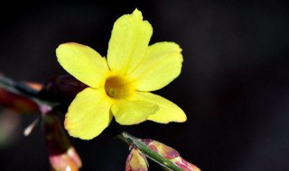 描写迎春花的句子 描写迎春花的句子 超优美